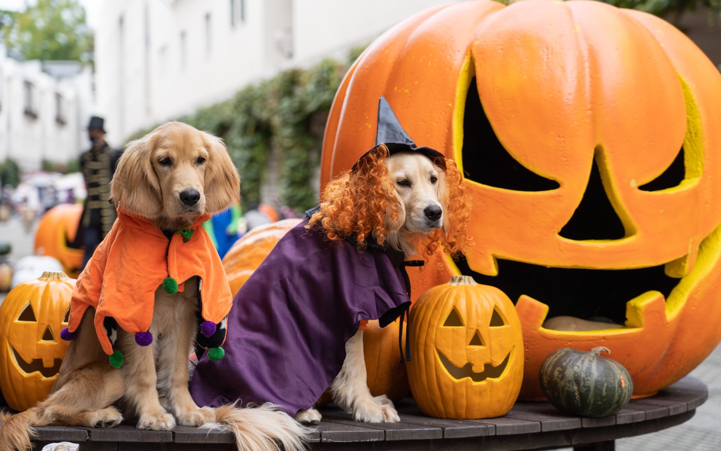 Two dogs standing next to halloween decorations - prepare your dog for the scares of halloween with expert ticks and tricks from Dog Training Elite Fitchburg!