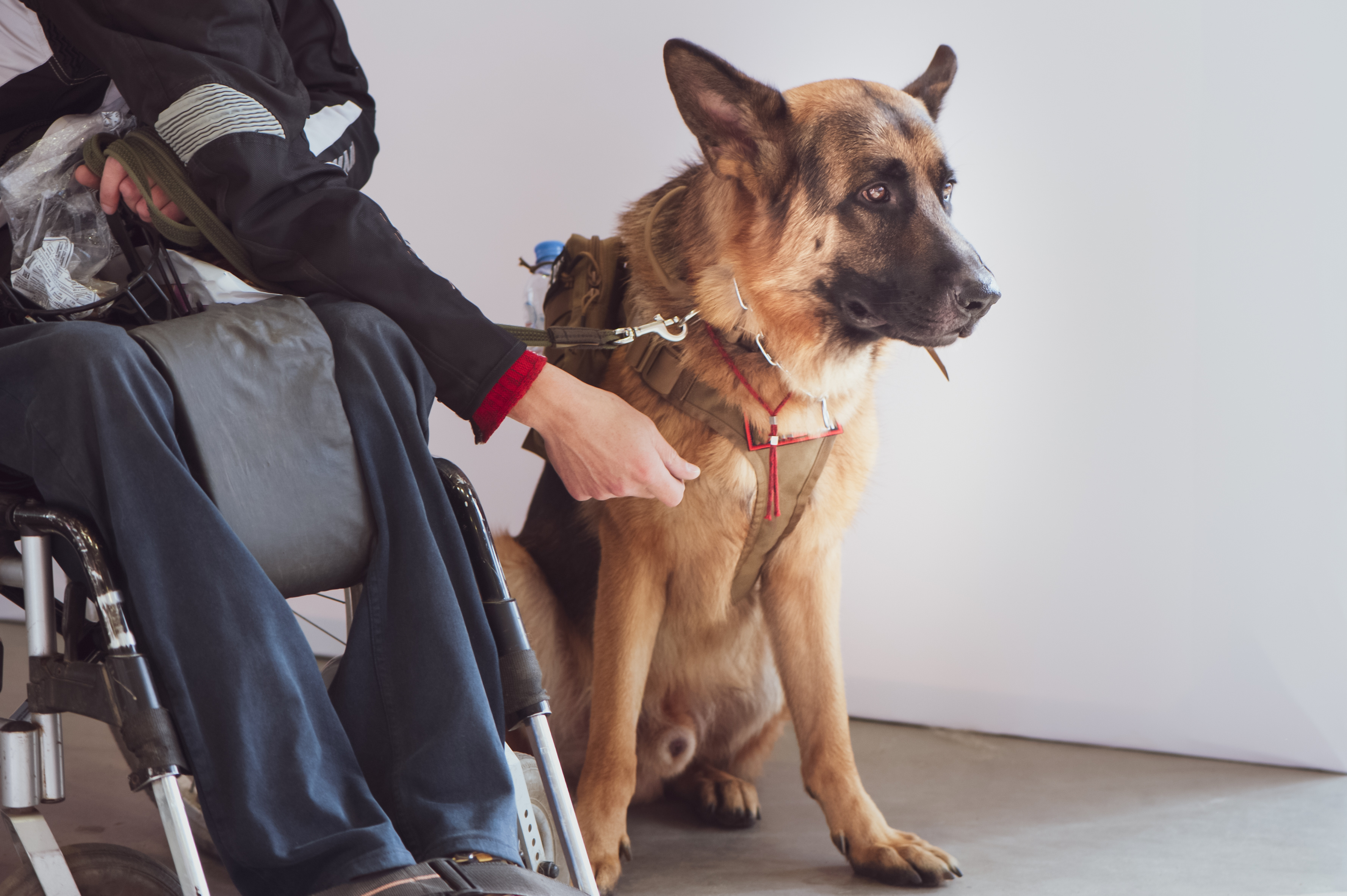 A service dog sitting obediently next to the wheelchair of its owner.