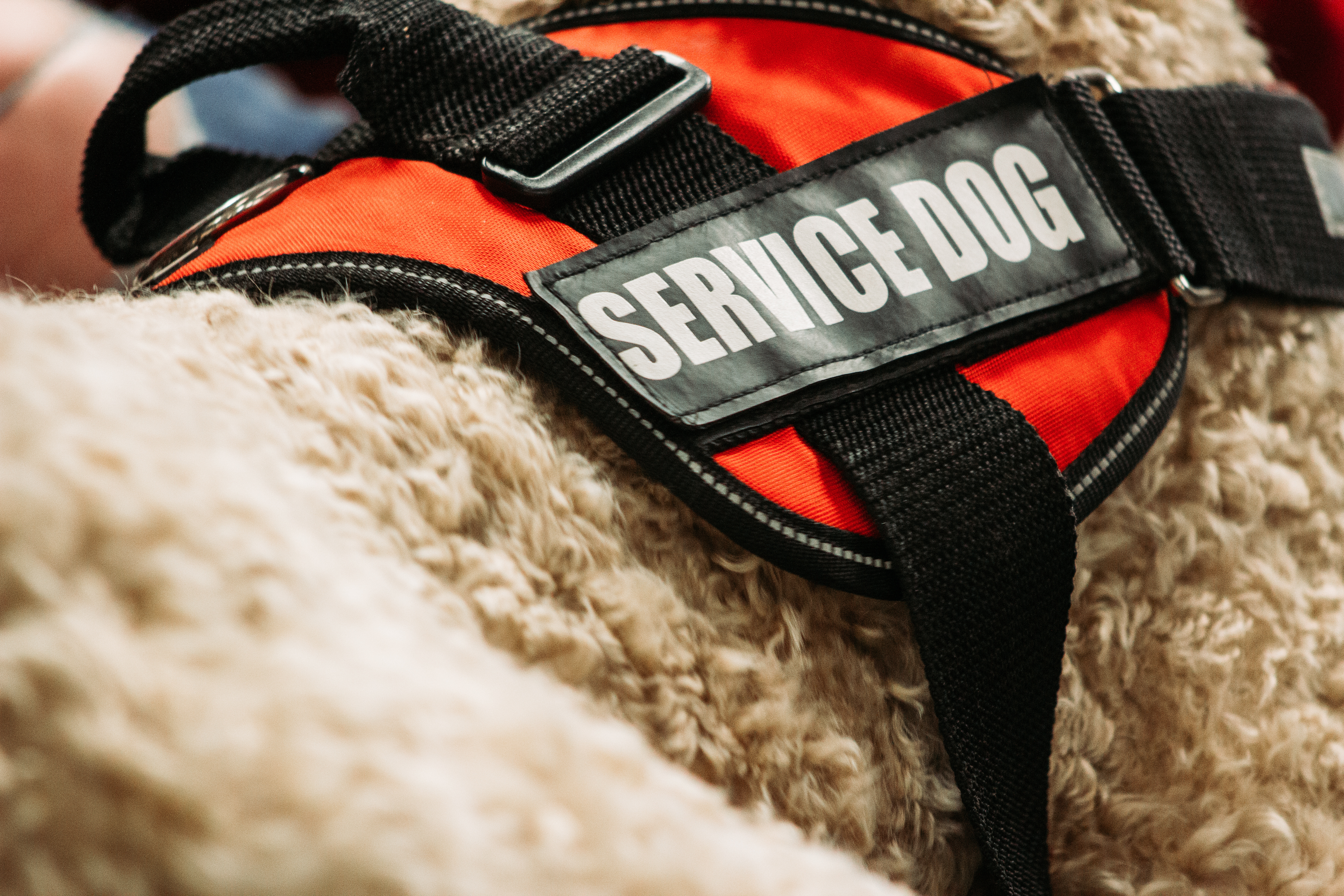 A service dog's jacket, worn by a dog trained by the experts at Dog Training Elite in Scottsdale, AZ.