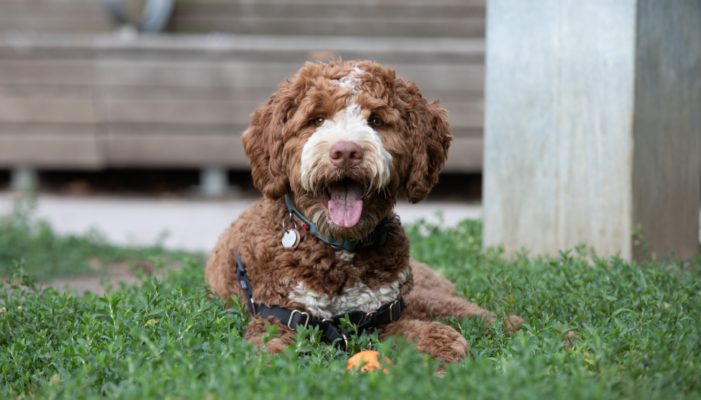 An adorable designer dog breed resting in the grass - learn how to take care of your pup with Dog Training Elite of Southwest Florida.