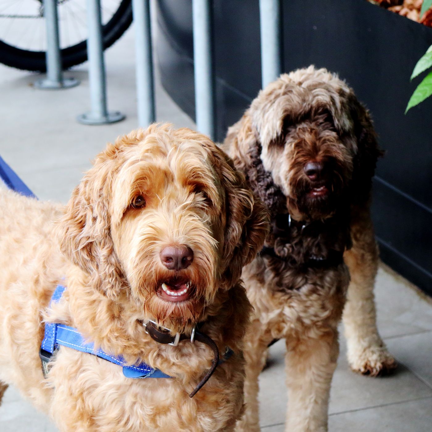 Two labradoodle dogs - learn about Dog Training Elite of Southwest Florida's specialized training programs for designer dogs.