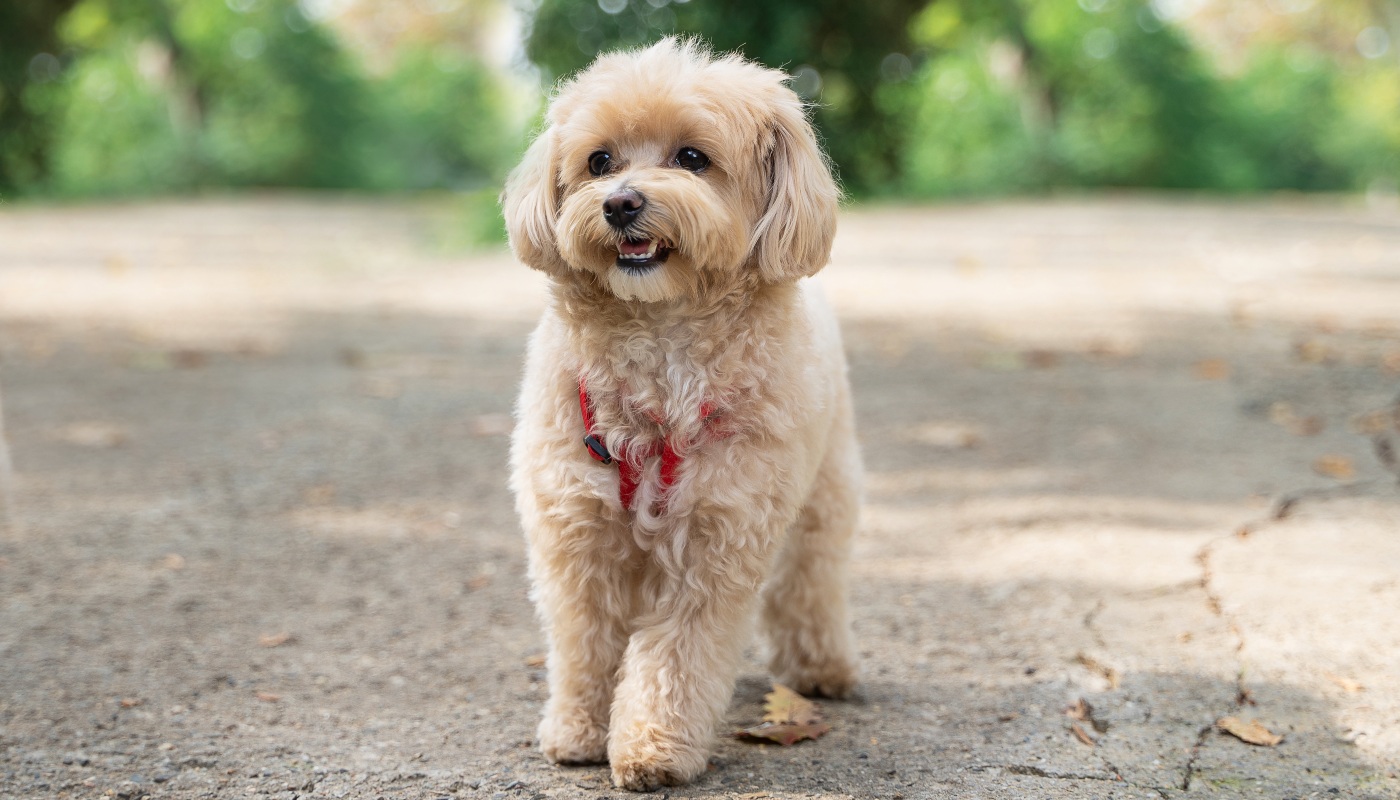 A designer dog puppy standing on cement being adorable - learn about tailored training with Dog Training Elite of Southwest Florida for your designer dog.