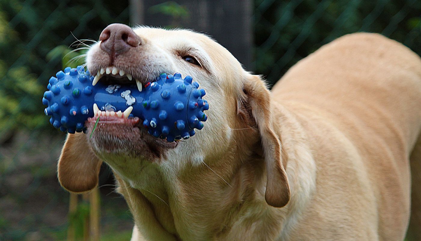 A destructive dog with a chew toy in need of training - contact Dog Training Elite today to discuss effective solutions for your destructive dog's behavior.