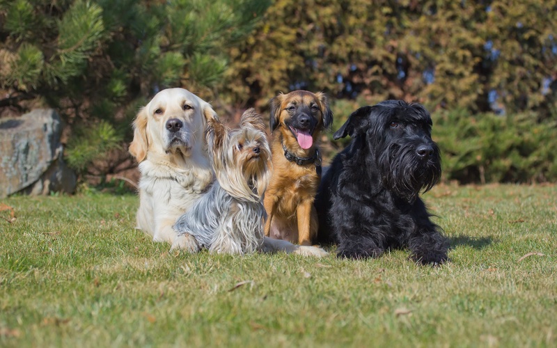How to Choose the Best Dog Breed for Your Lifestyle