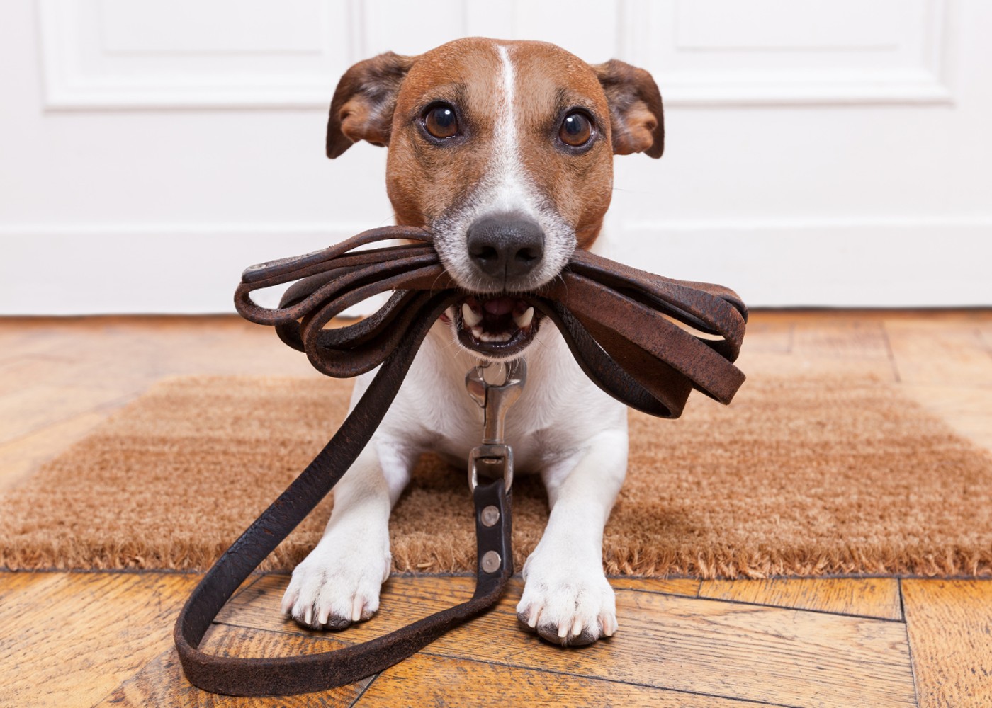 A puppy holding a leash in his mouth - tips and tricks for dog training with Dog Training Elite Central Mass.