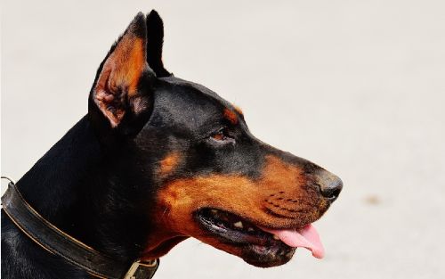 Dog Training Elite of Fort Worth offers professional service dog training programs for Doberman Pinschers.