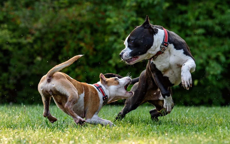 Why is my Dog Aggressive to Other Dogs?