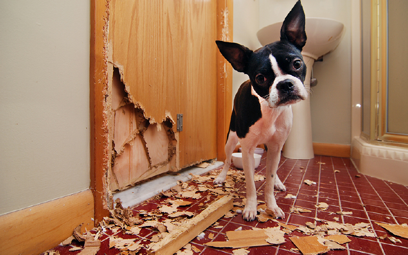 
																								  Dogs struggling with separation anxiety may attempt to escape by digging at doors or windows.