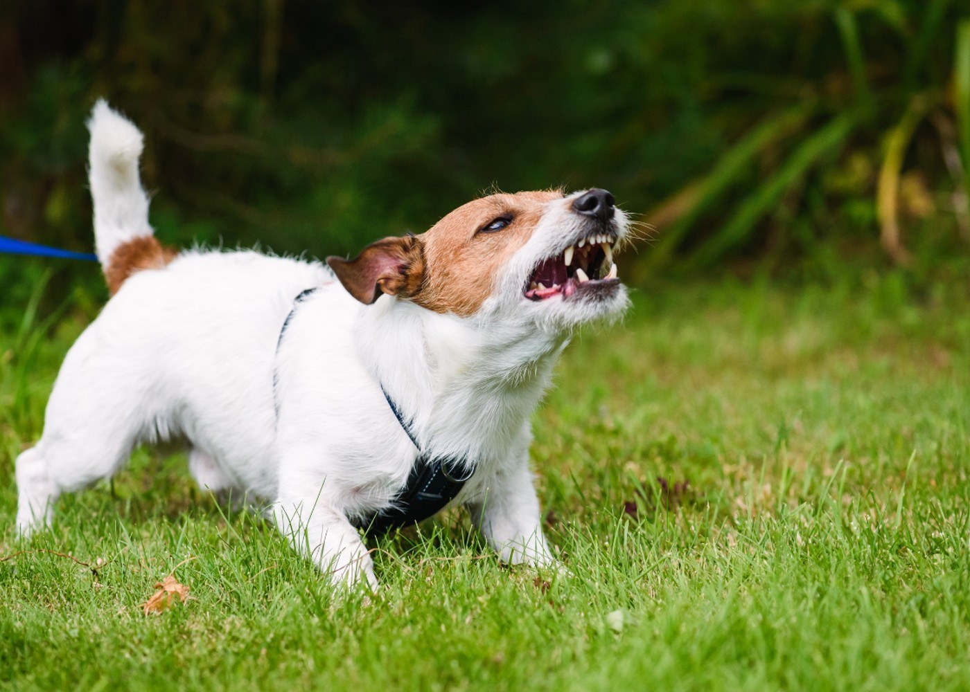 An aggressive dog barking before receiving behavior modification training.