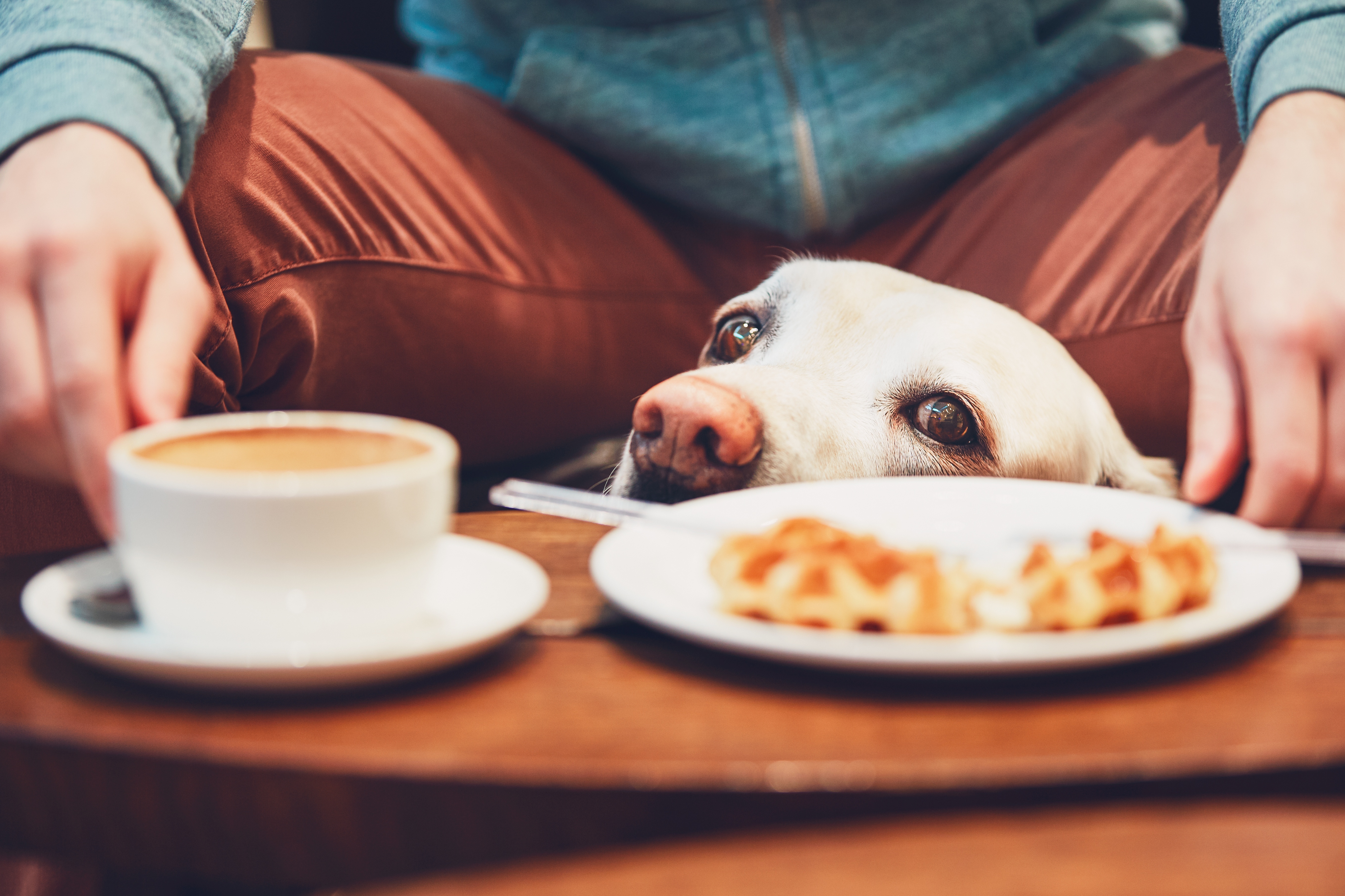 A curious but obedient dog looks at a cup of coffee and a waffle in a dog-friendly cafe.
