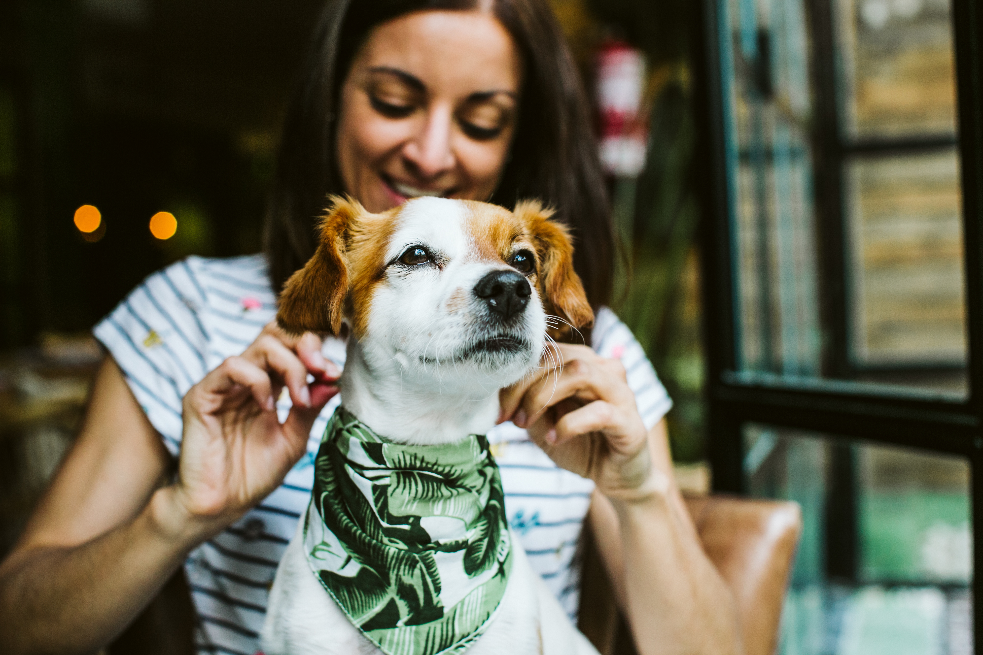 A well trained dog waits while its owners finish a meal at a dog-friendly restaraunt - contact Dog Training Elite in Gilbert, AZ to discuss dog training options for you!