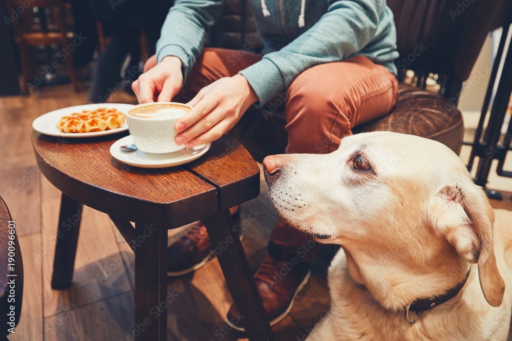 An obediant dog trained by the experts at Dog Training Elite in Phoenix, AZ watches its owner eat at a dog-friendly restaurant patio.