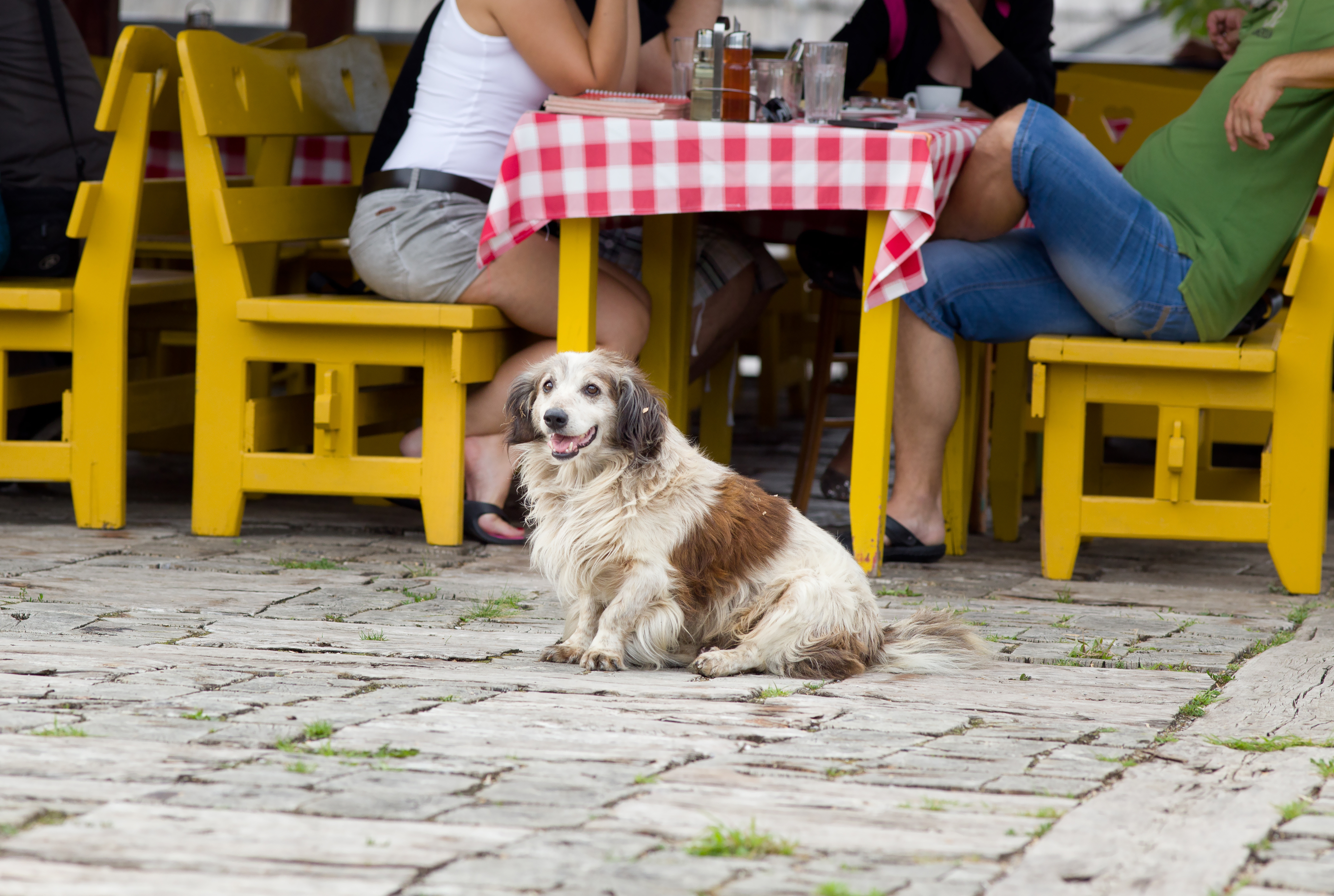 Discover the Best Dog-Friendly Restaurant Patios in Phoenix, AZ. Dog Training Elite