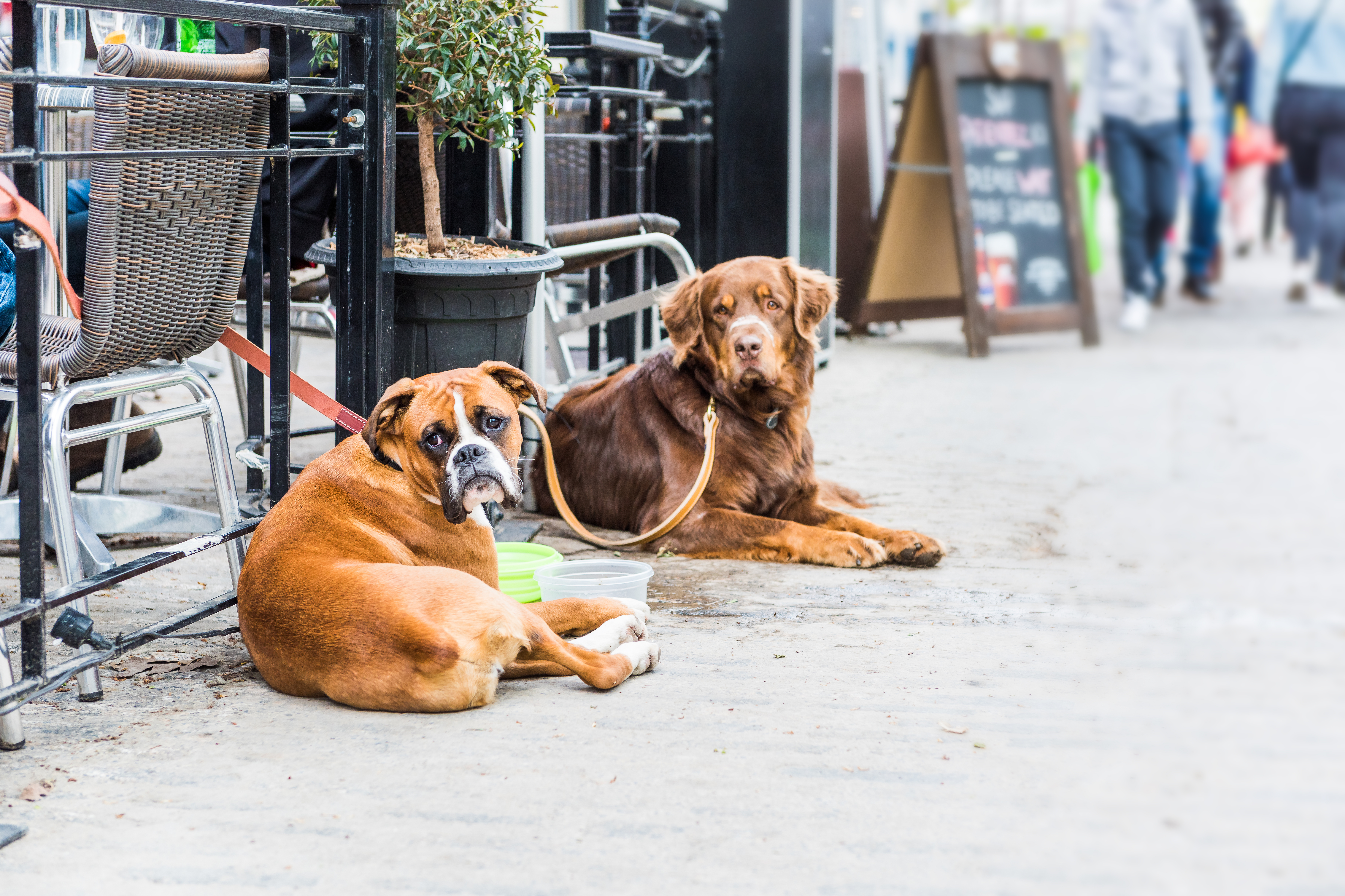 Two content dogs sit at a dog-friendly restaurant patio.