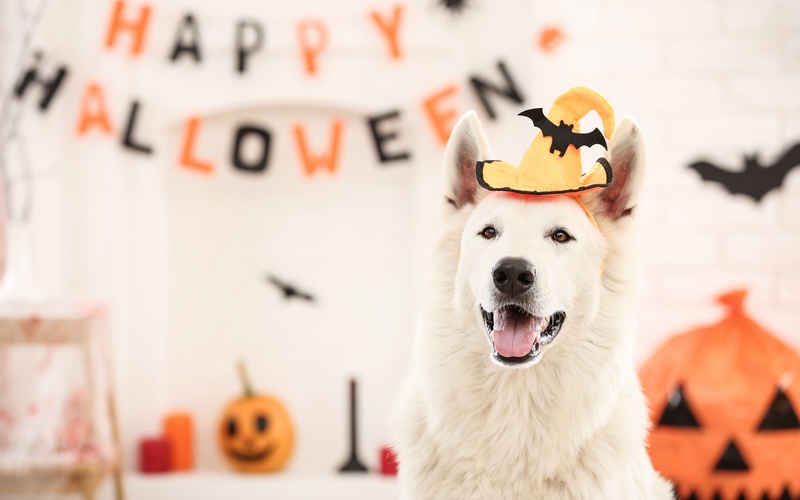 Best Dog Costumes for Halloween 2022