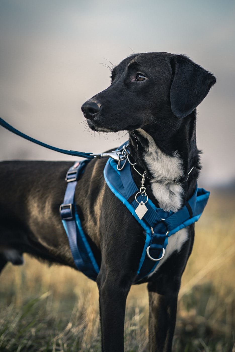 Harness or Collar: Which is Better for Your Dog?