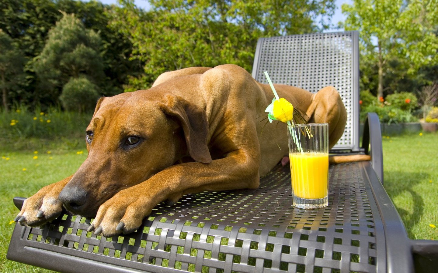 A dog laying outside next to a summer drink - keep dogs hydrated and happy during the summertime in Katy, TX.