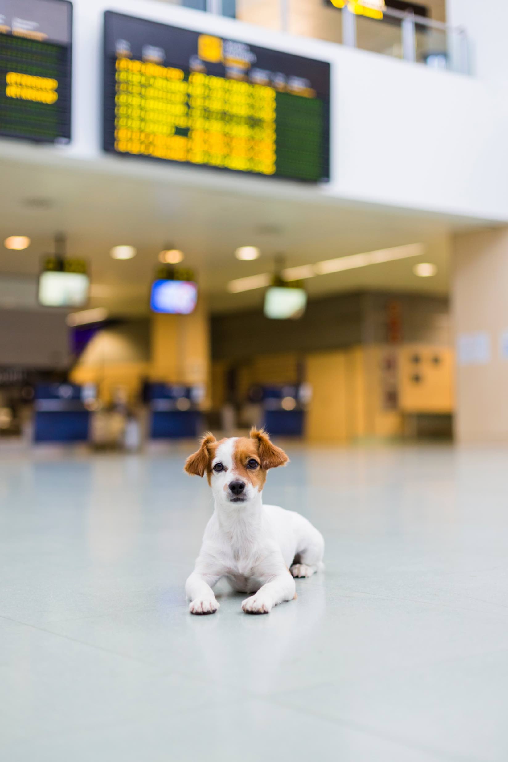 This pup is happy to behave at the airport, especially thanks to training from Dog Training Elite in Atlanta.