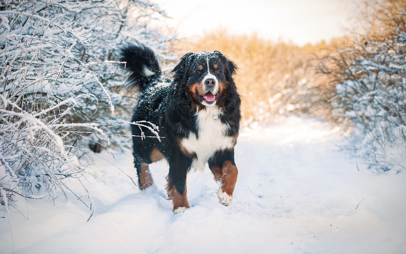 A Bernese Mountain Dog in the snow - contact Dog Training Elite today for a free evaluation!