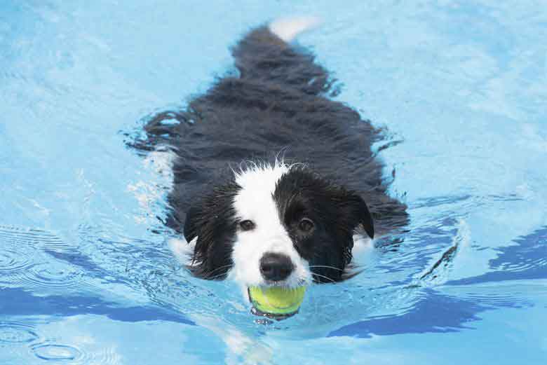 Dog Training Elite in Orlando suggests supervising your dog in the water and getting a life vest for deep water.