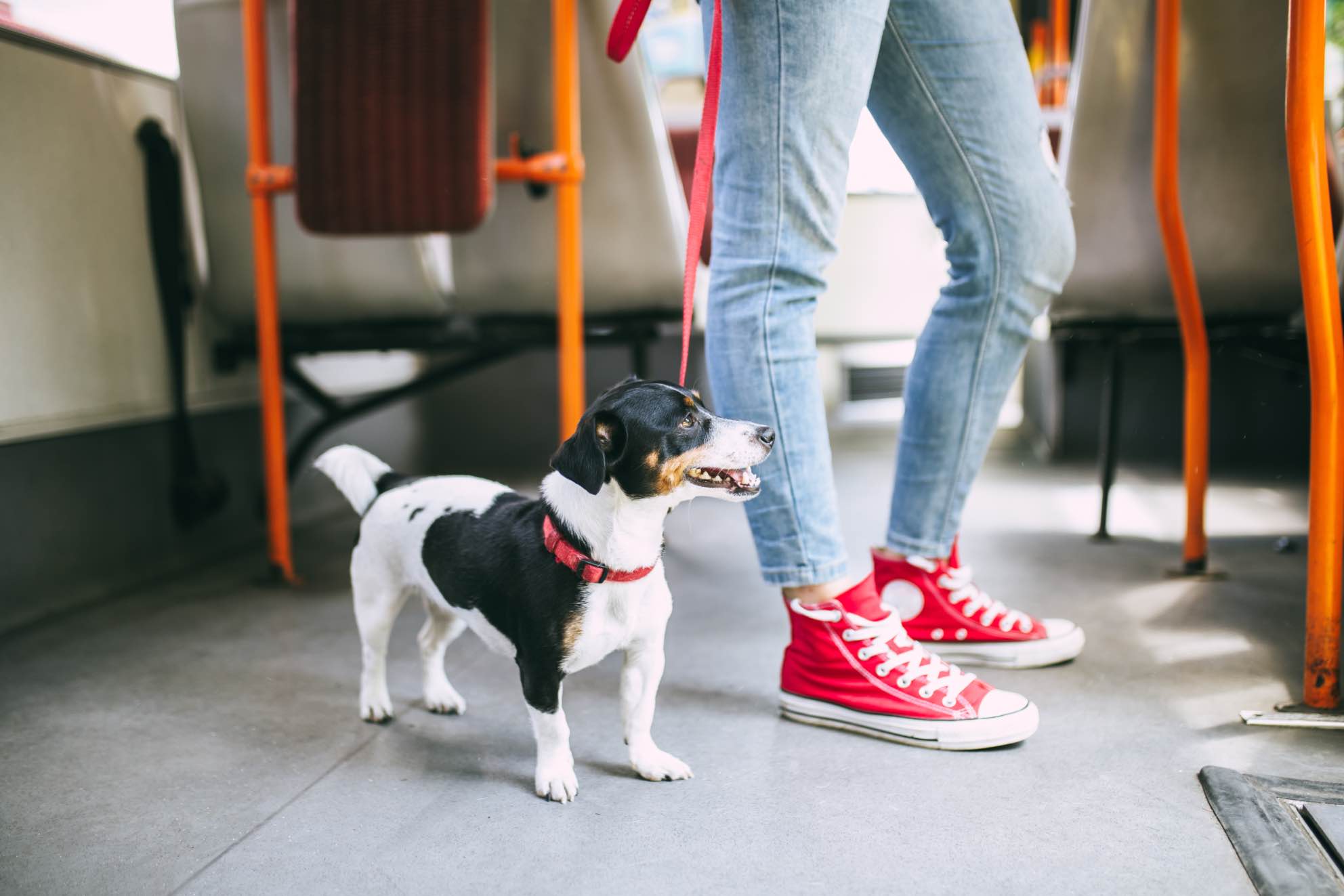 This cute pup on a bus happily stands by their owner thanks to training at Dog Training Elite in Atlanta.
