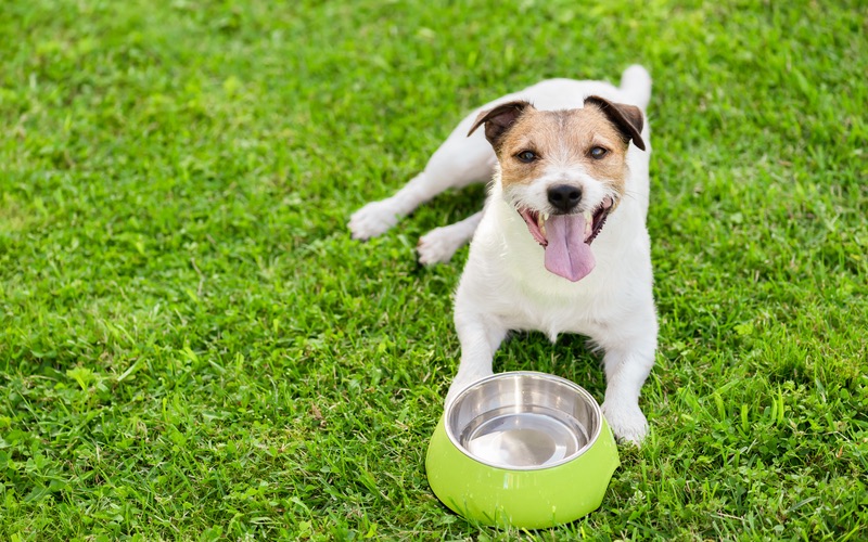 How to Help Your Dog If They're Overheated