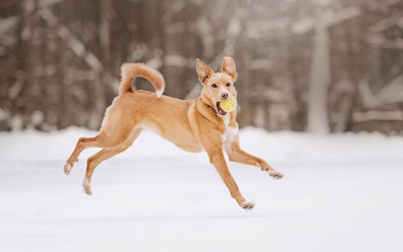 Playing fetch with your dog in the snow is great cardio.