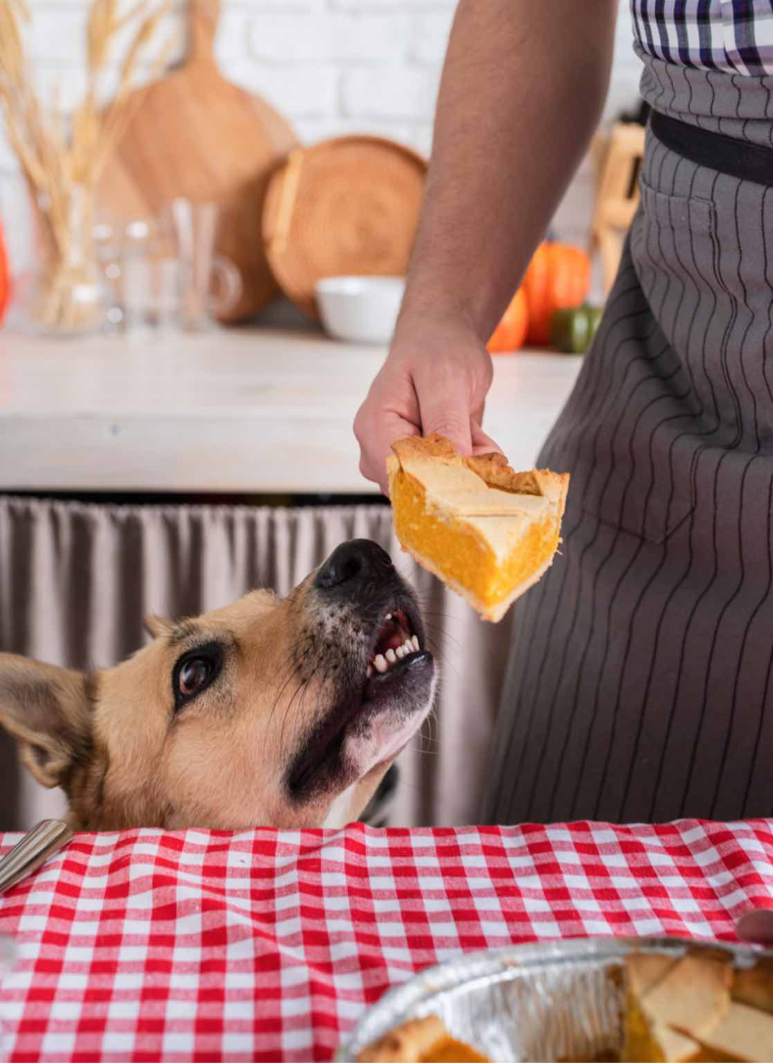 Can Dogs Have Pumpkin Pie?