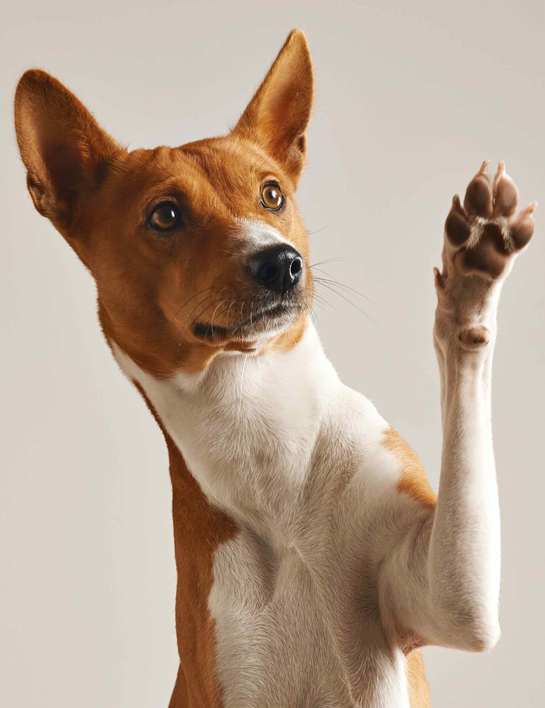 Dog raising his paw to ask a question during Dog Training Elite training class.