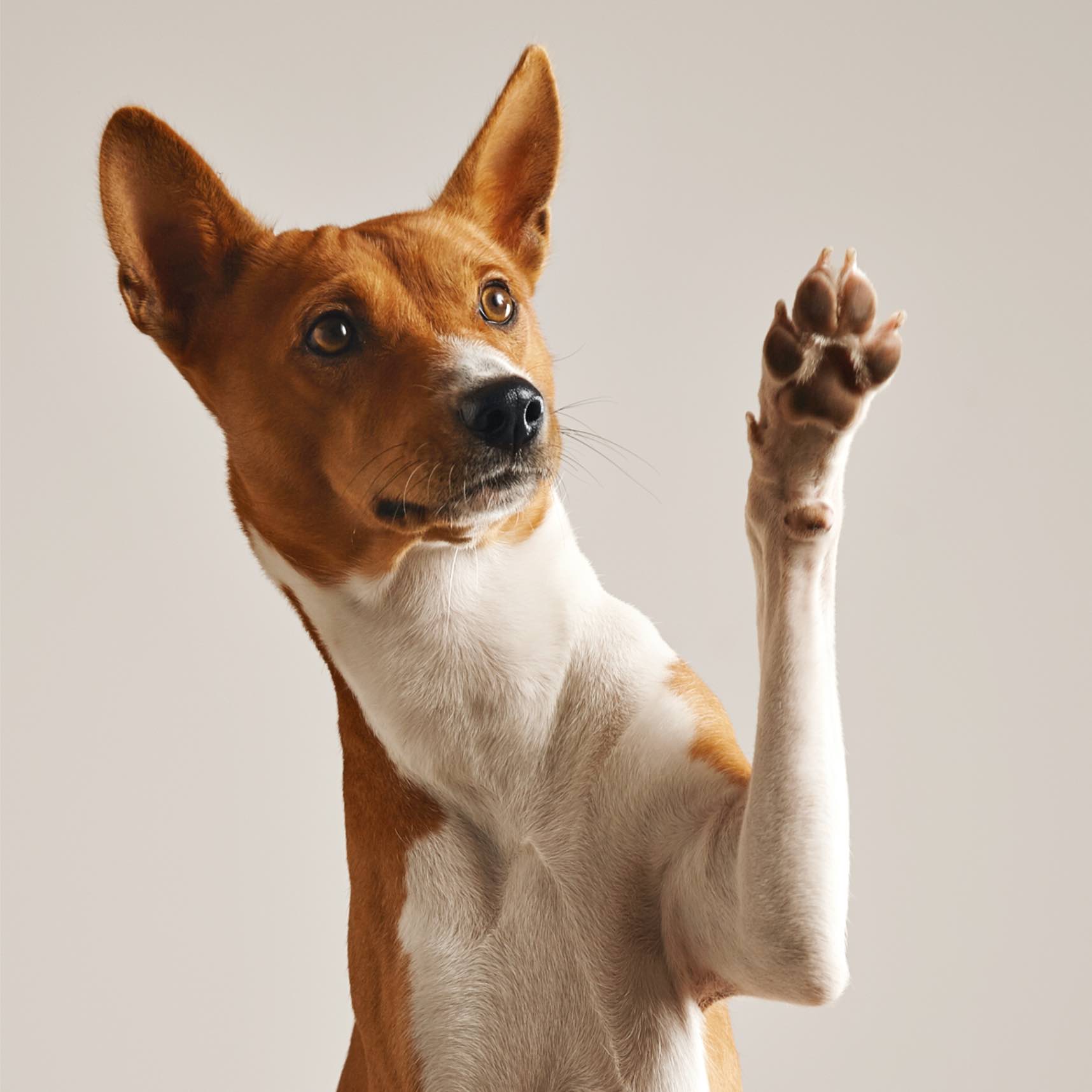 An adorable puppy raising their paw in the air - training services provided by Dog Training Elite.
