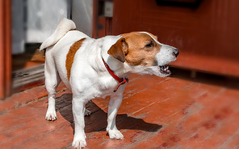 Barking or whining is one sign that your pet may be struggling with separation anxiety.