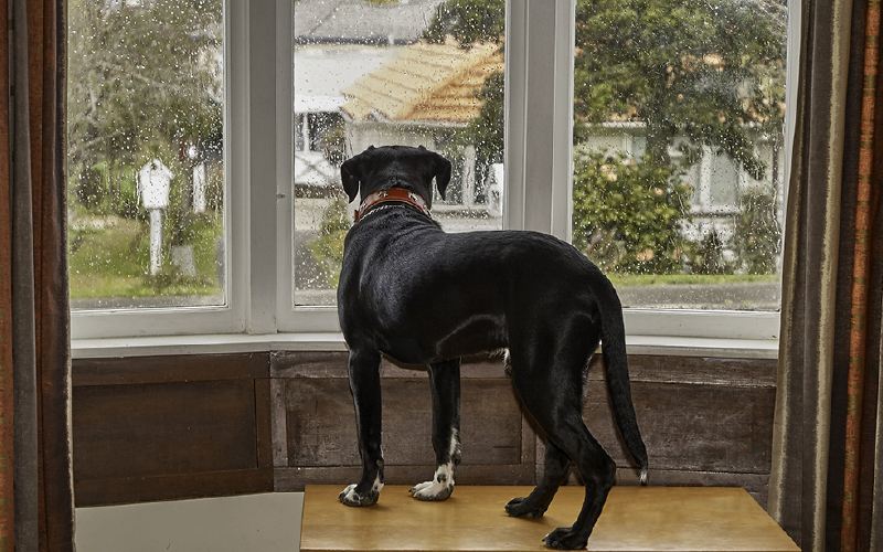 Dogs dealing with separation anxiety may show symptoms of restlessness or excessive pacing until their owner returns.