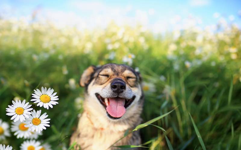 5 Ways to Prepare Your Dog for Spring