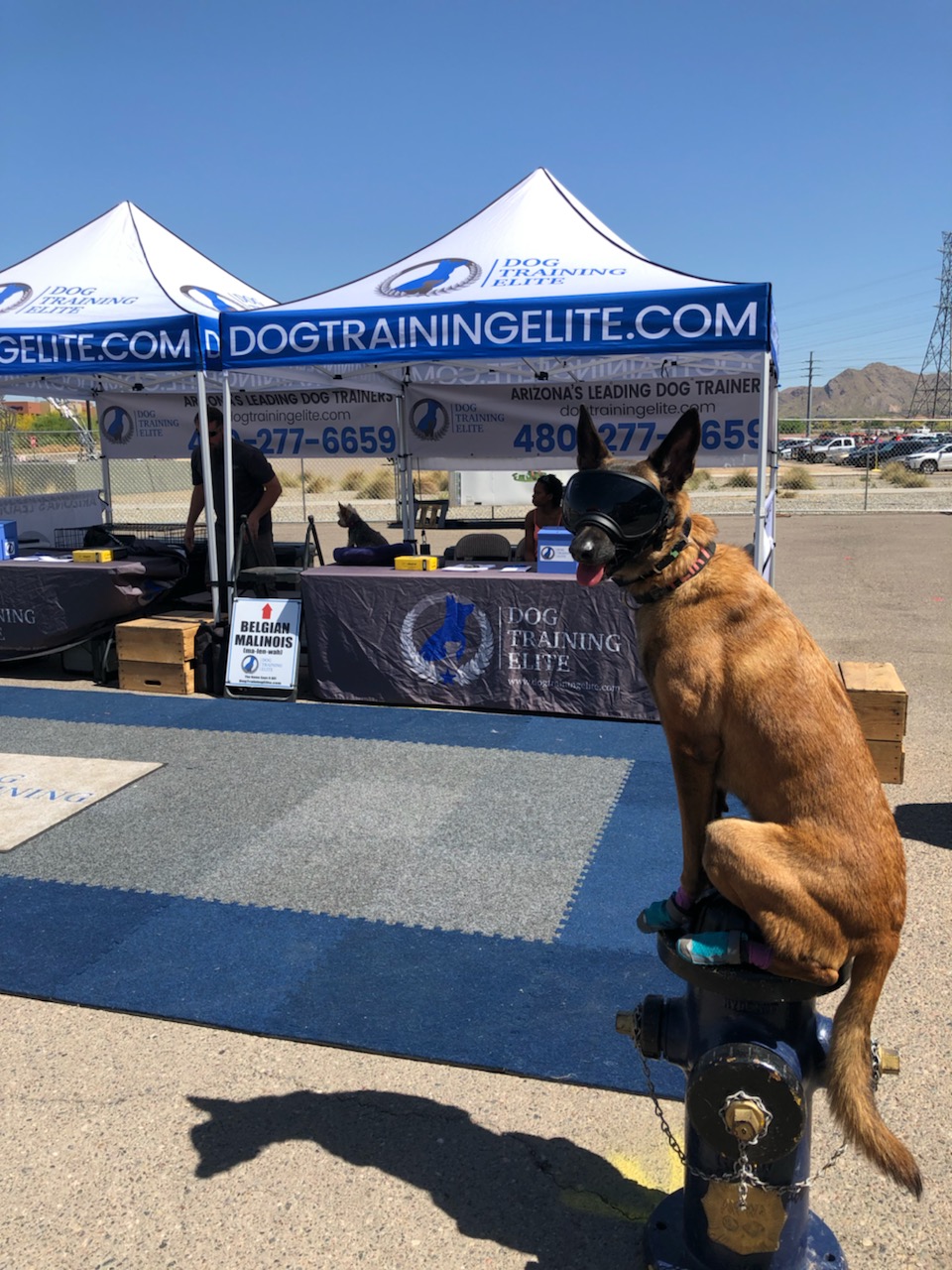 Dog Training Elite's Cute Pup at an franchise event.