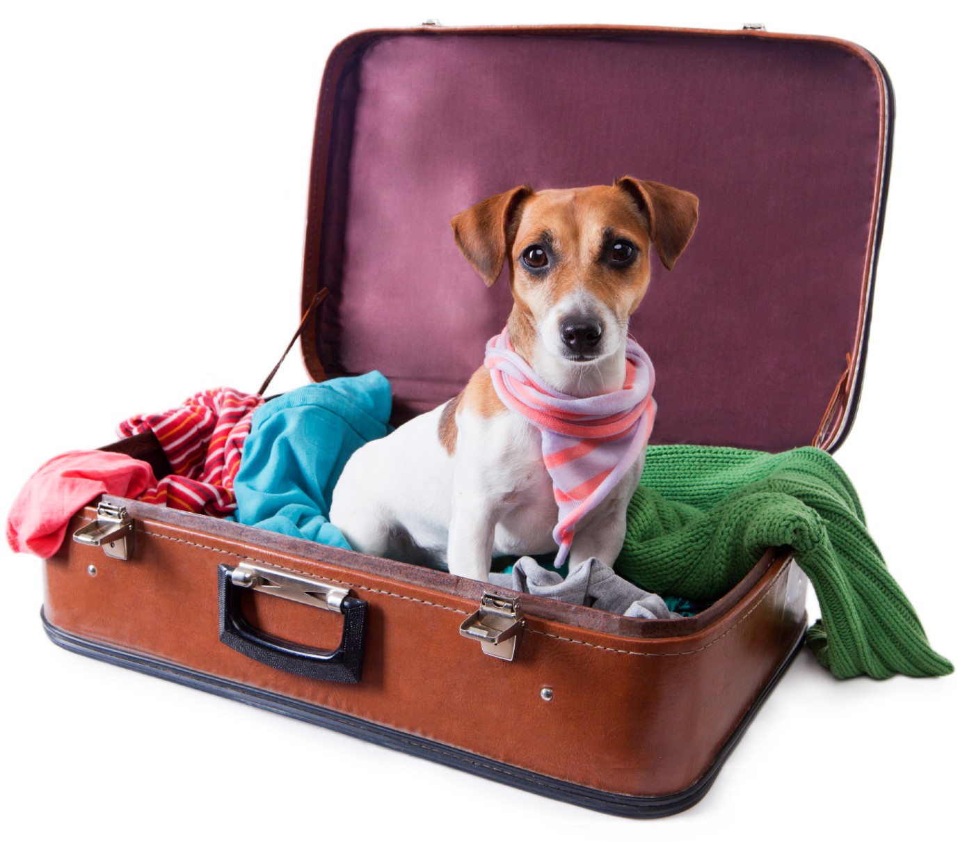 An obedient dog sitting in a suitcase, ready to take a holiday trip with travel training tips from Dog Training Elite in Boston, MA.