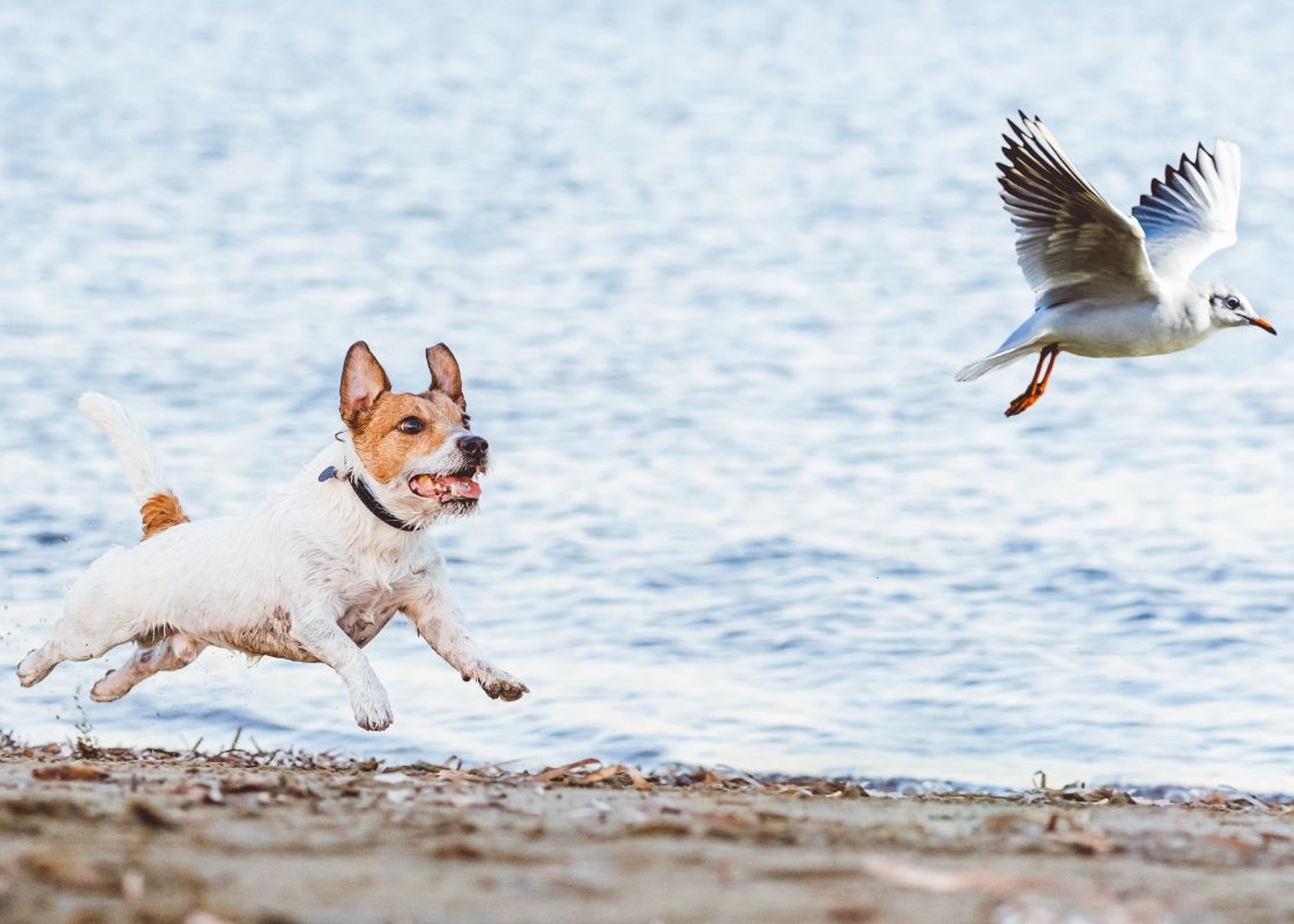 A dog chasing after a seagull following a successful dog training session from Dog Training Elite in Sarasota / Venice, FL.