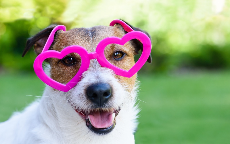 Dog wearing pink heart glasses.