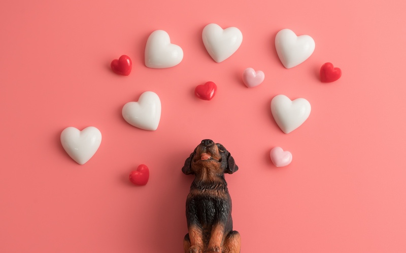 Fun Ways to Celebrate Valentine’s Day with your Dog
