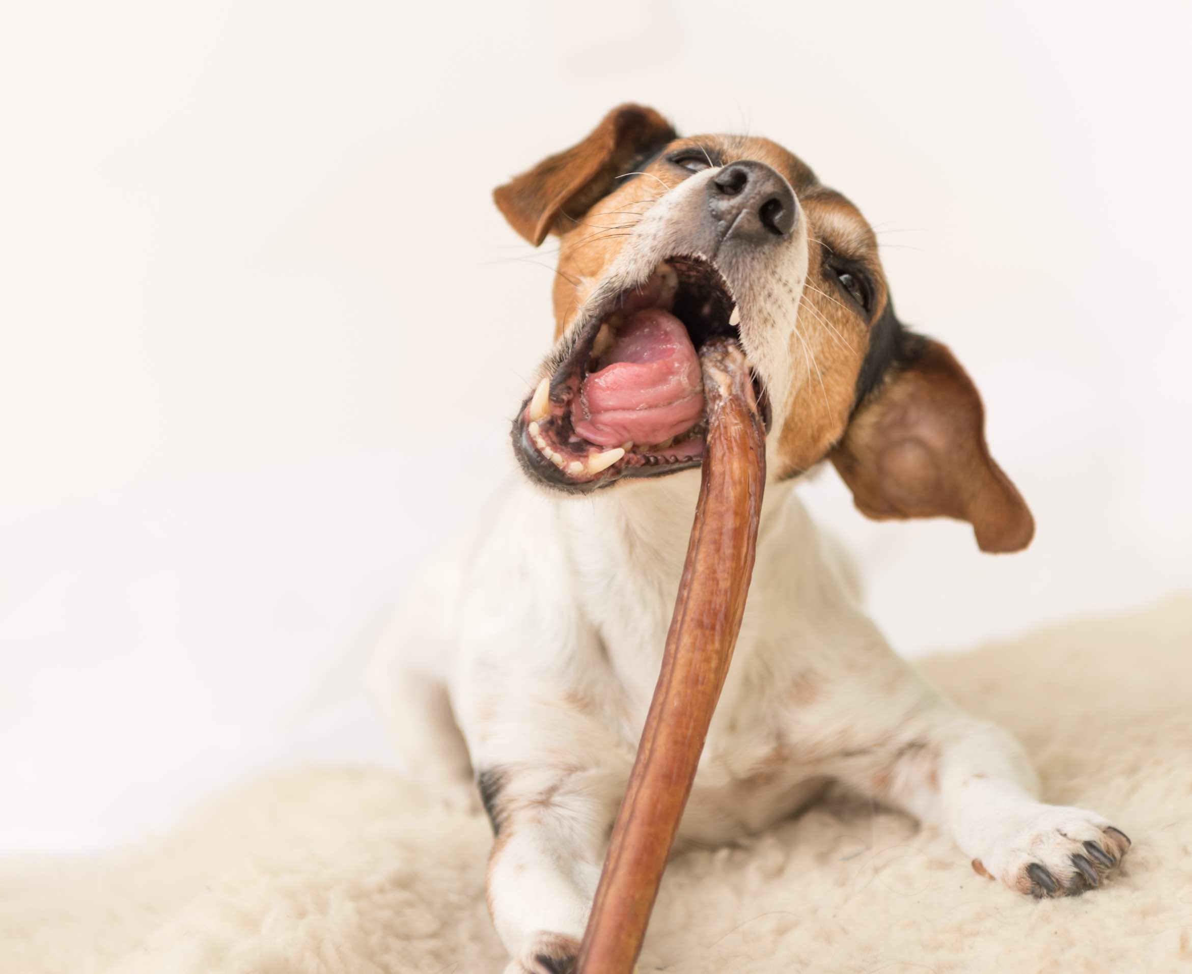 How to Use Dog Bones Safely