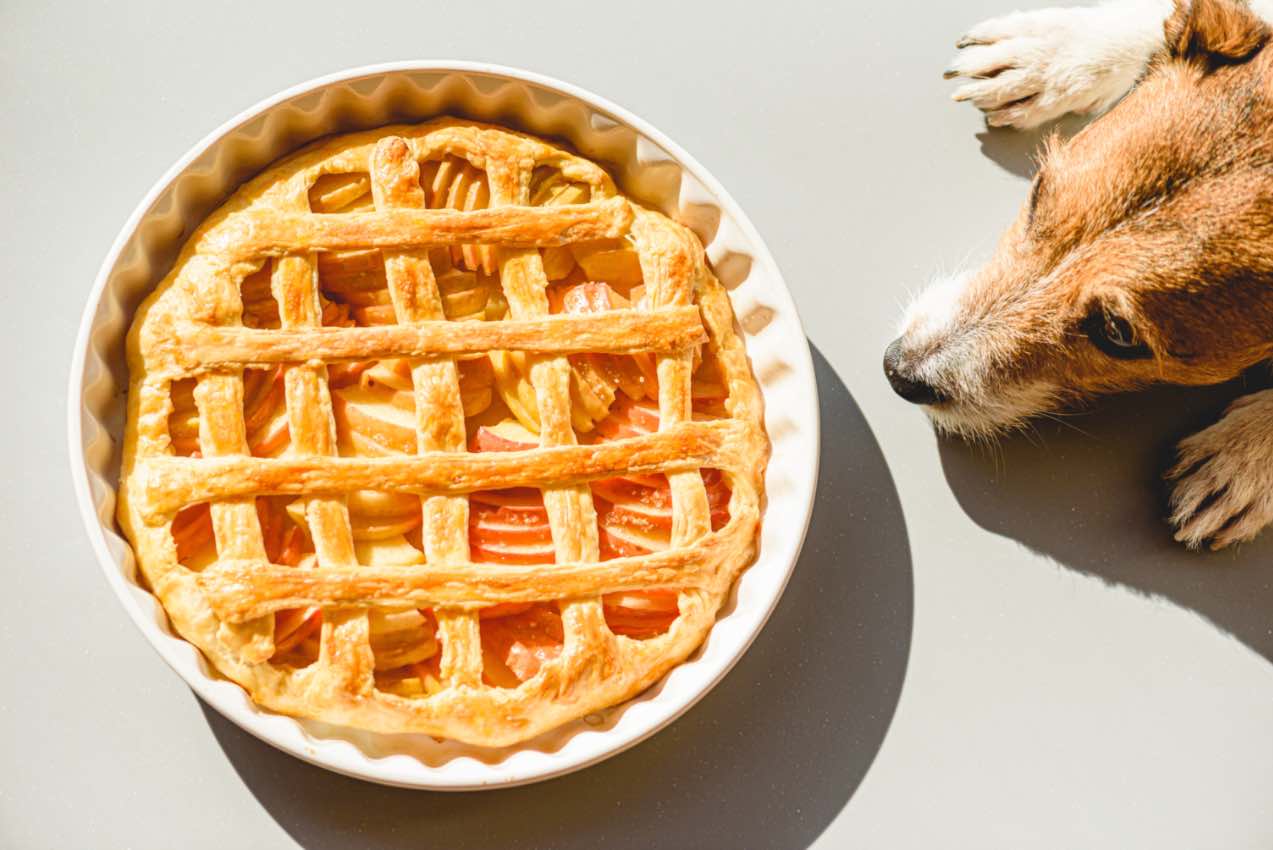 Pups may love the idea of pie, but check out Dog Training Elite's tips to keep them safe.