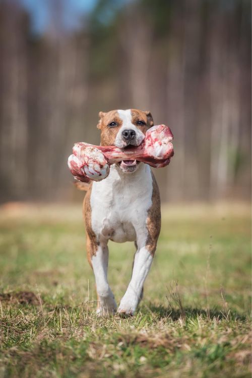 This dog is safely enjoying a big, raw bone with tips from Dog Training Elite Tooele Valley.