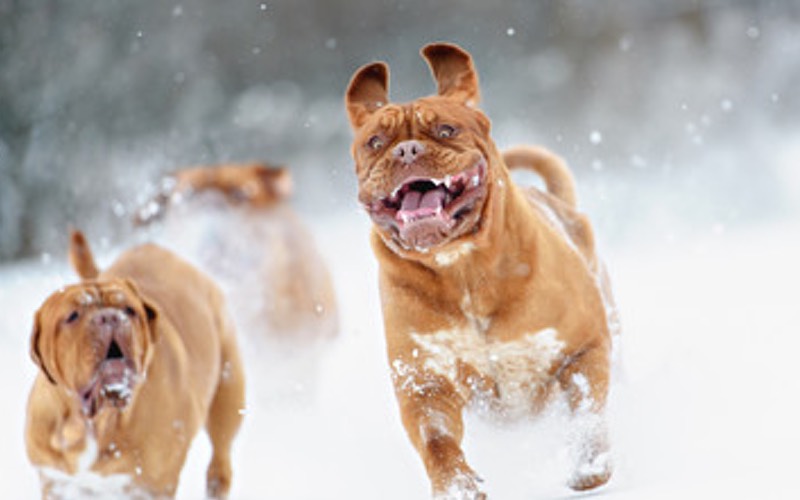 Winter Activities To Enjoy With Your Dog