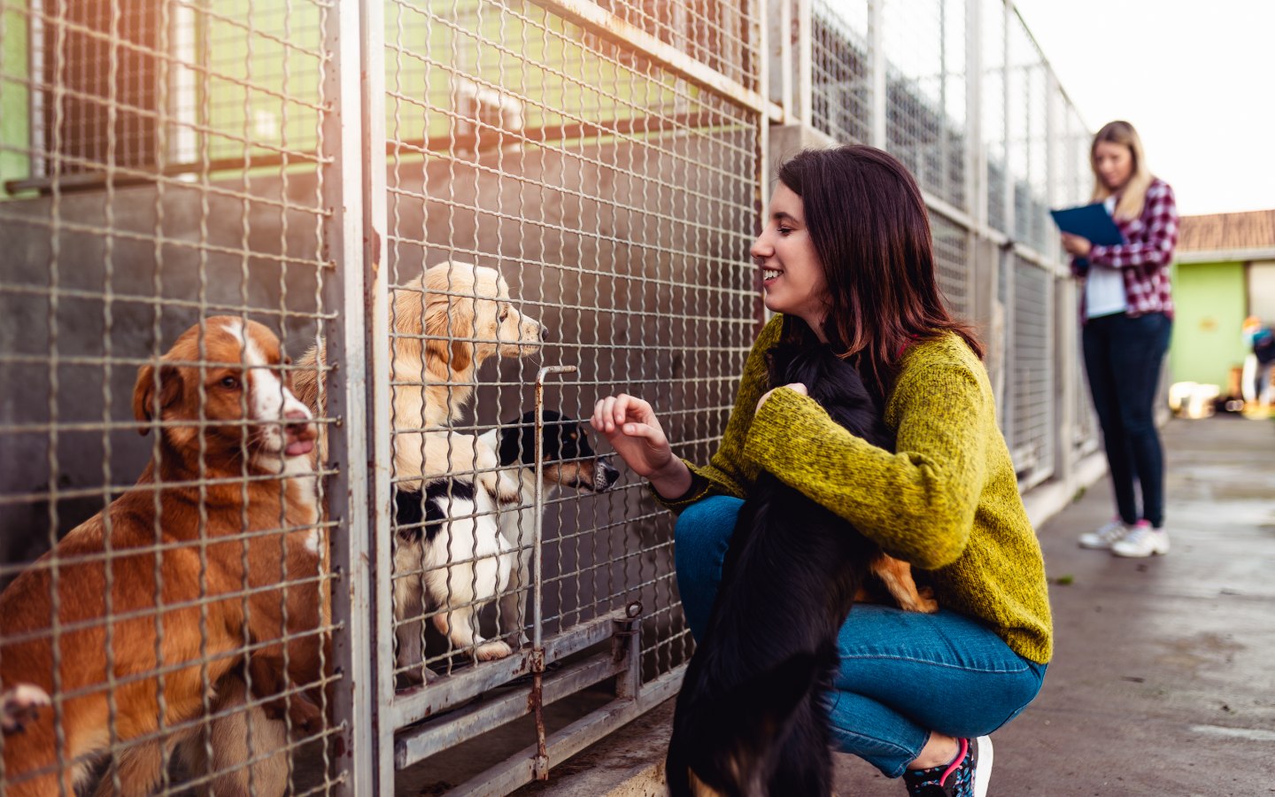 Multiple dogs in a shelter environment - understand common behaviors these dogs show and get professional training with Dog Training Elite in Boston Metro.