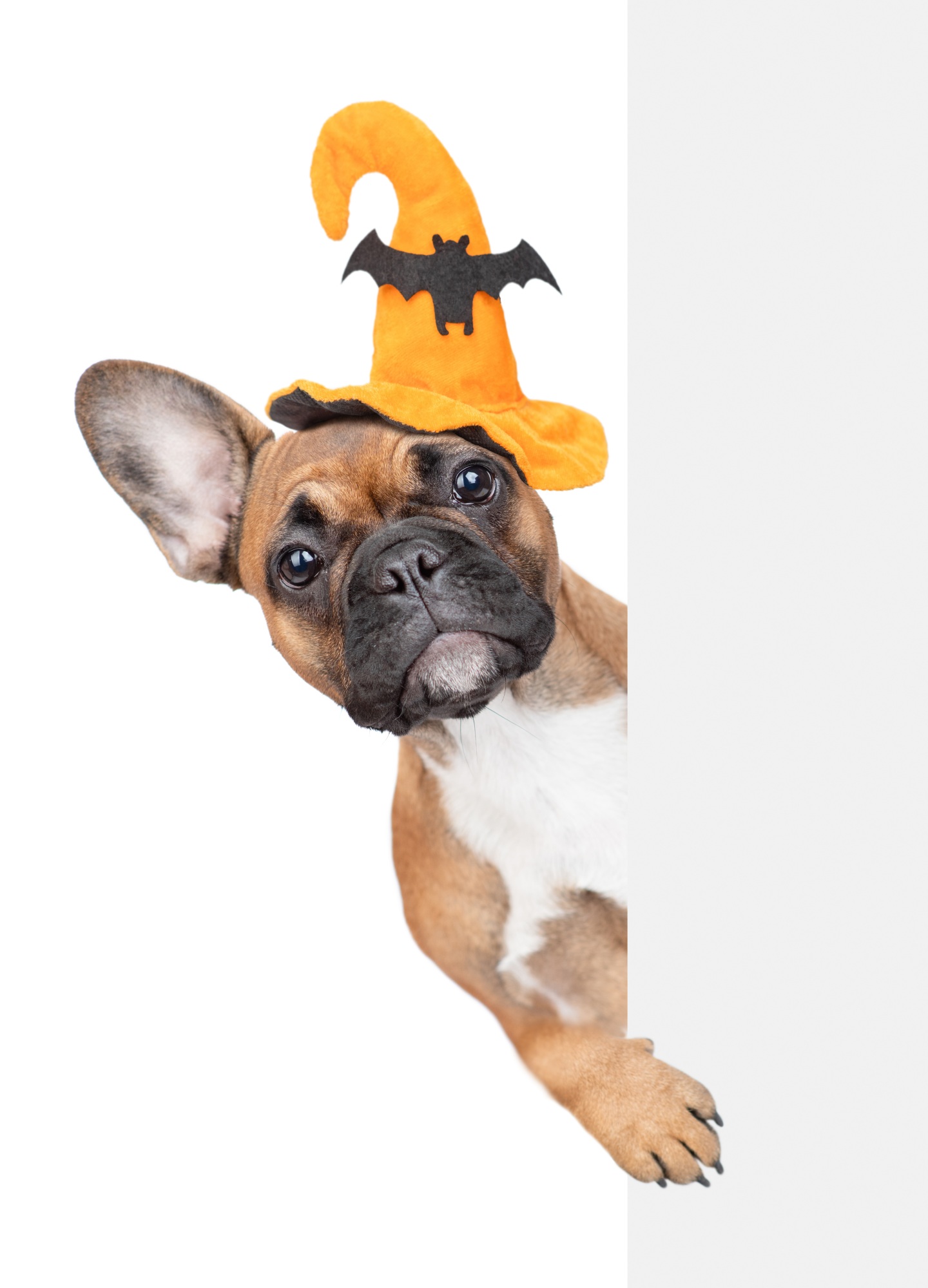 A halloween pup peeking around the corner - get door etiquette training with Dog Training Elite in Fitchburg / Leominster, MA.