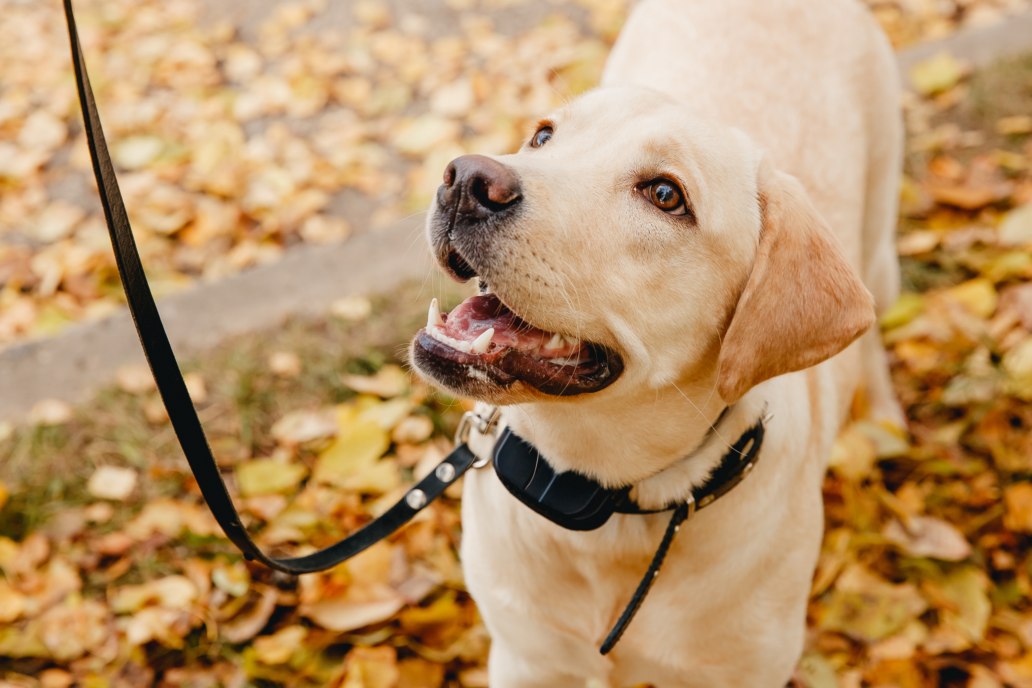 An image of a dog wearing an e-collar - learn what it is and how Dog Training Elite uses it responsibly and safely for all pets.
