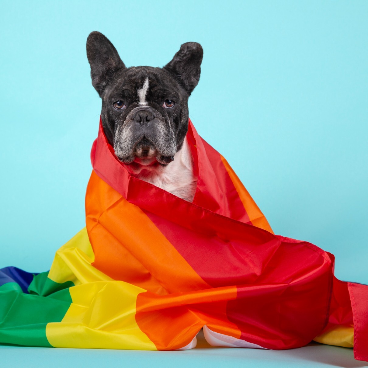 An dog with a pride flag wrapped around him against a light blue background - learn about support dogs with Dog Training Elite.