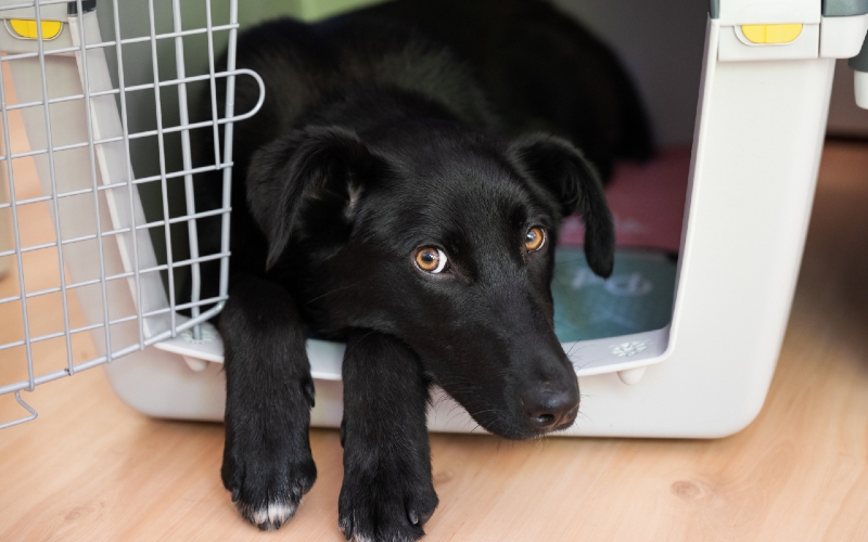 Crate Training Your Puppy in Sarasota / Venice is an Essential First Step