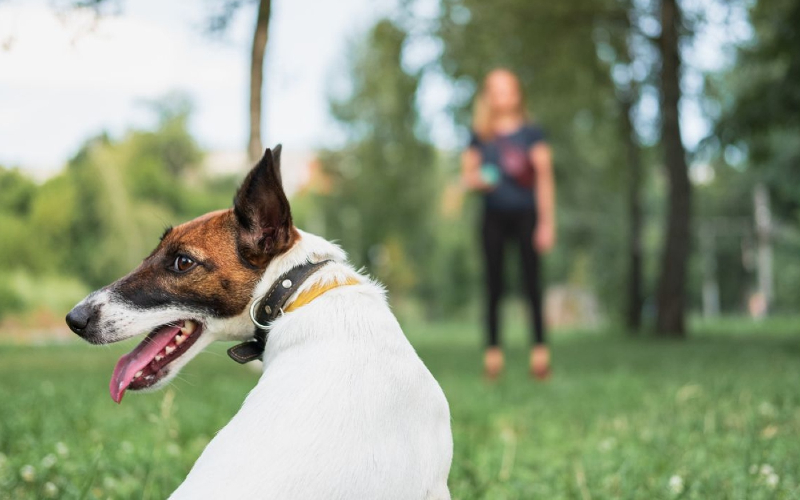 The Importance of Dog Training in Sarasota County