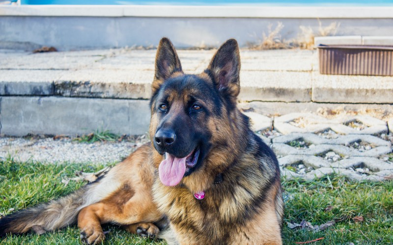 Dog Training Elite has expert German Sheperd dog trainers near you in New Braunfels.