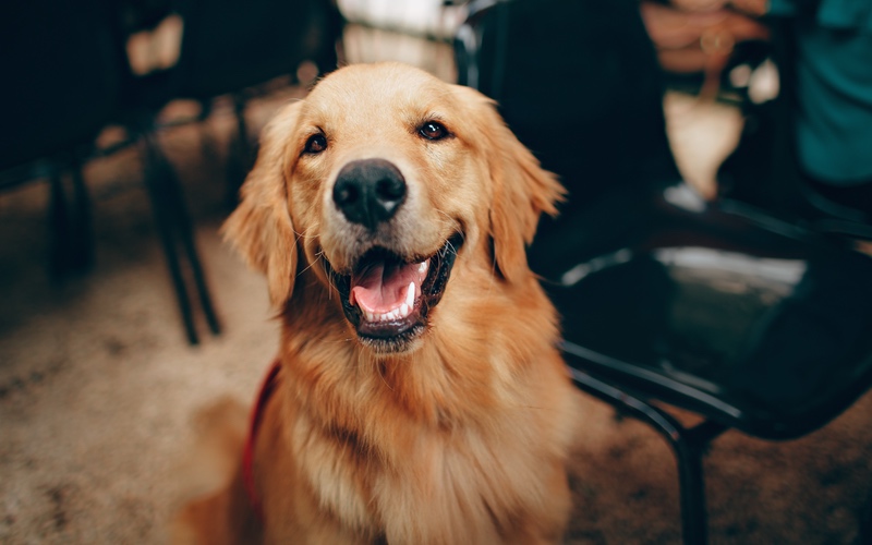 Mesa Dog Training Elite offers professional dog training programs for Golden Retrievers.